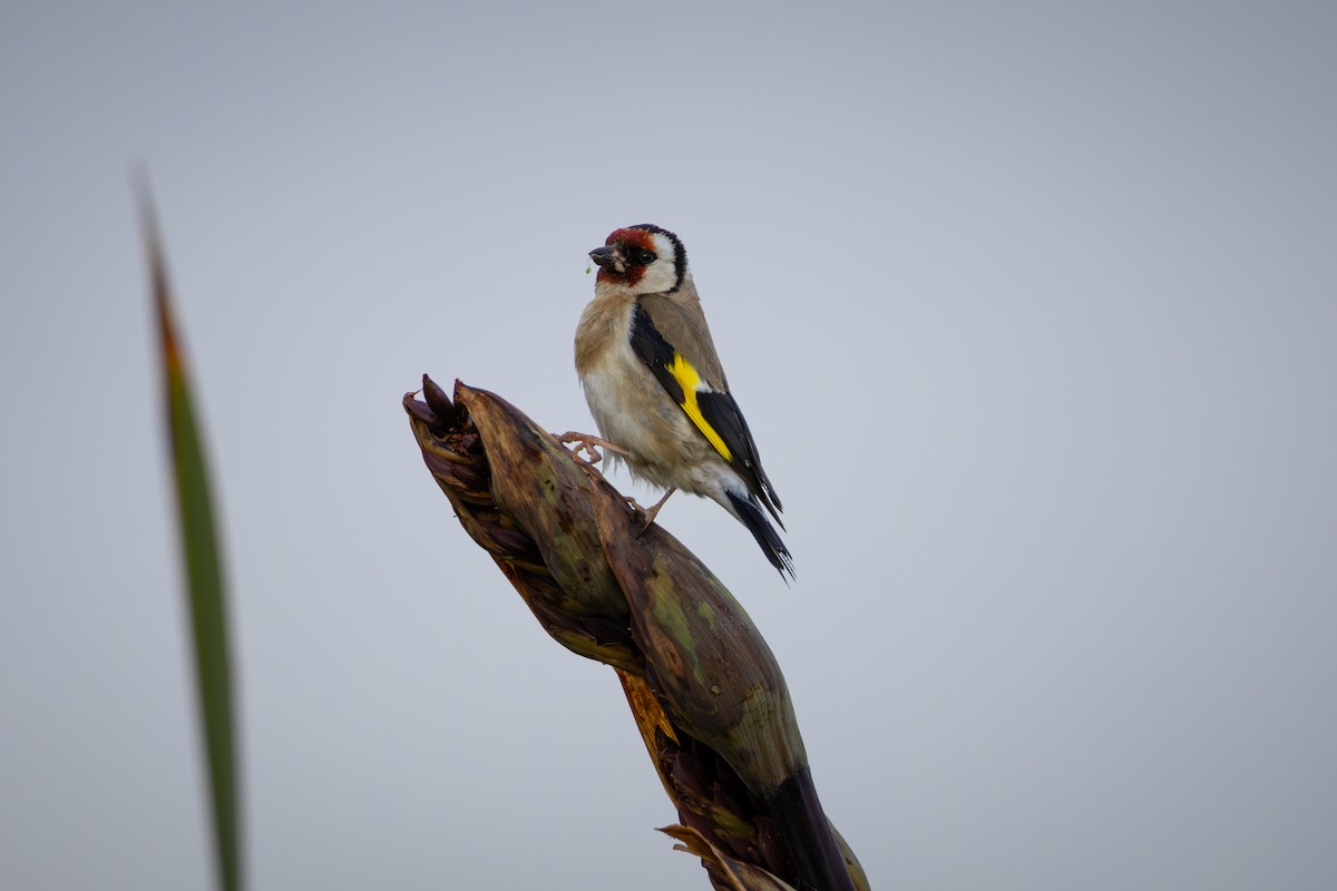 European Goldfinch - Arna Carlson