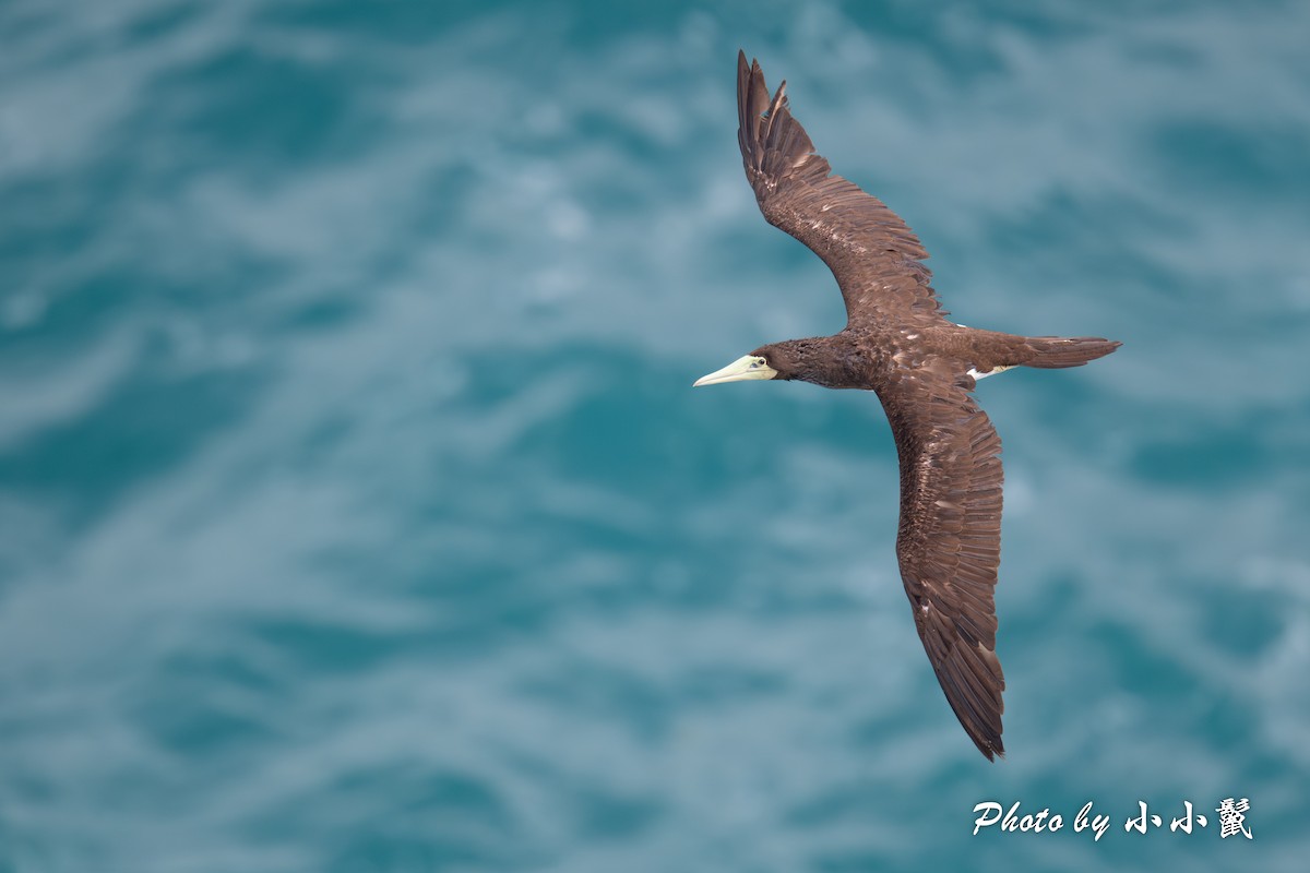 Brown Booby (Forster's) - Hanyang Ye