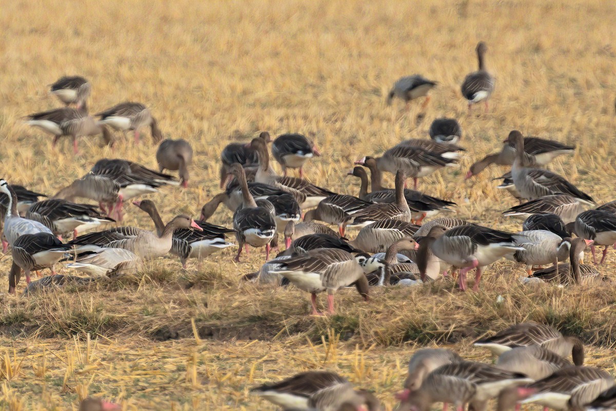 Greater White-fronted Goose - ML611457142