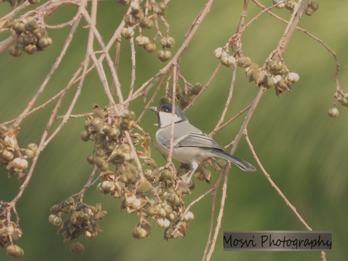 Cinereous Tit - ML611457182