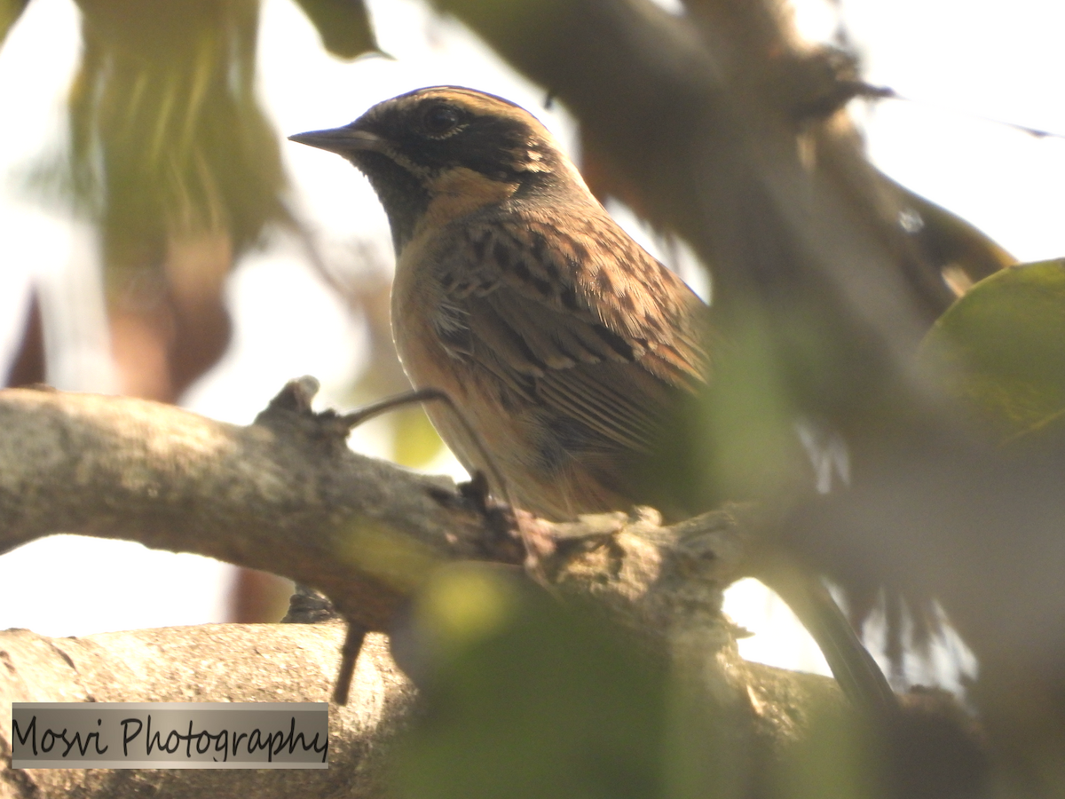 Black-throated Accentor - ML611457185