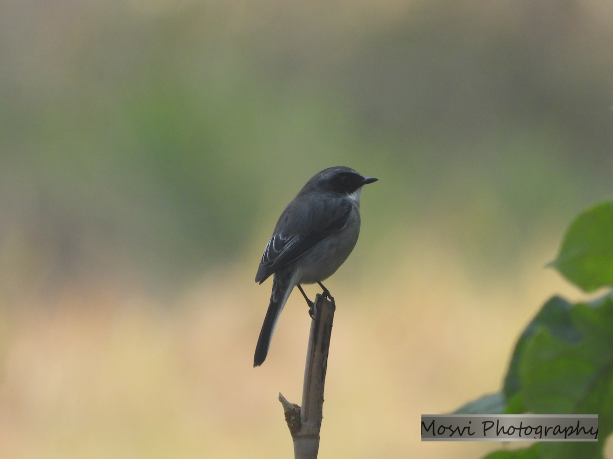 Gray Bushchat - ML611457187