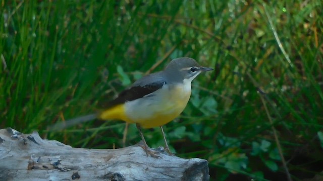 Gray Wagtail - ML611457190