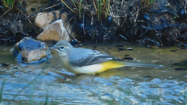 Gray Wagtail - ML611457191