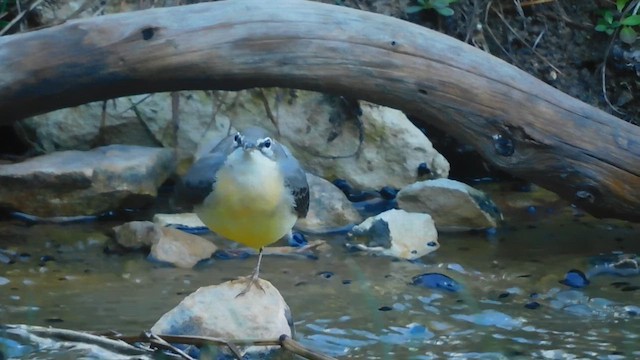 Gray Wagtail - ML611457192