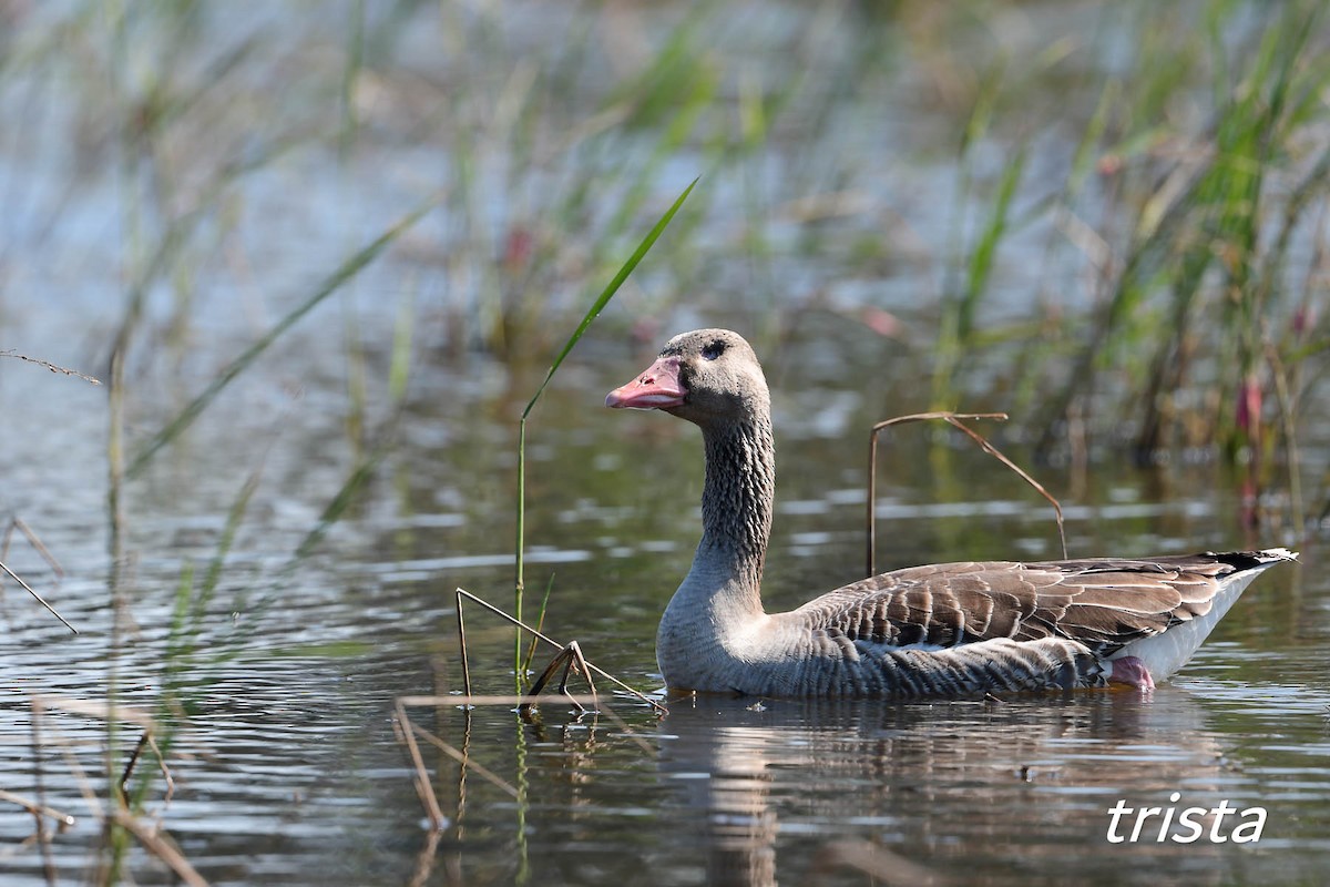 Graylag Goose - 翠娟 鞠