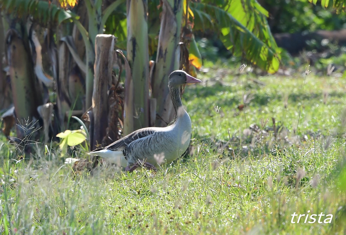 Graylag Goose - ML611457251