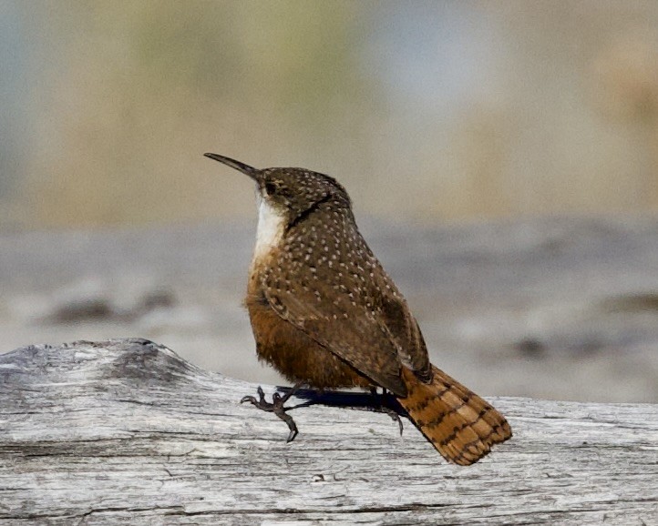 Canyon Wren - Dave Bengston