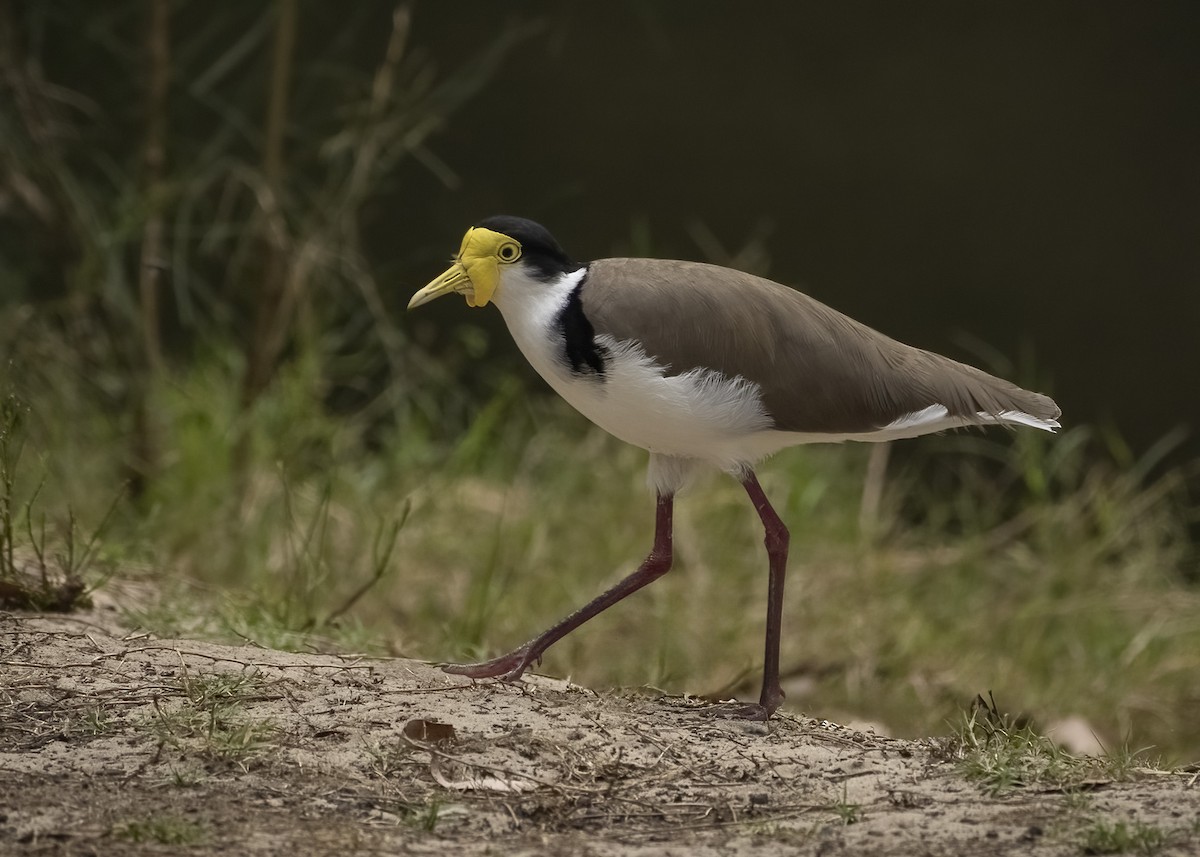 Masked Lapwing - Bruce Ward-Smith