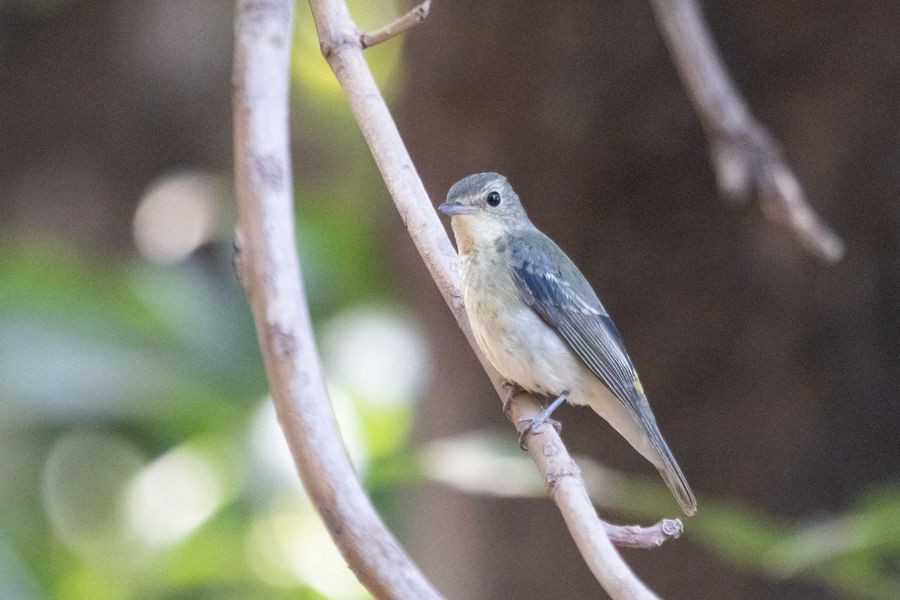 Narcissus Flycatcher - Nigel Jackett