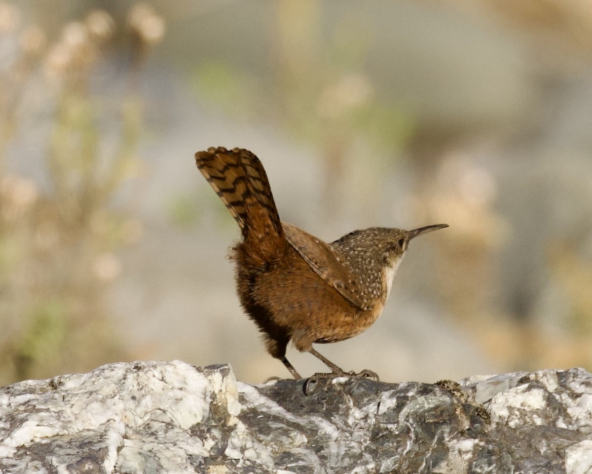 Canyon Wren - Dave Bengston