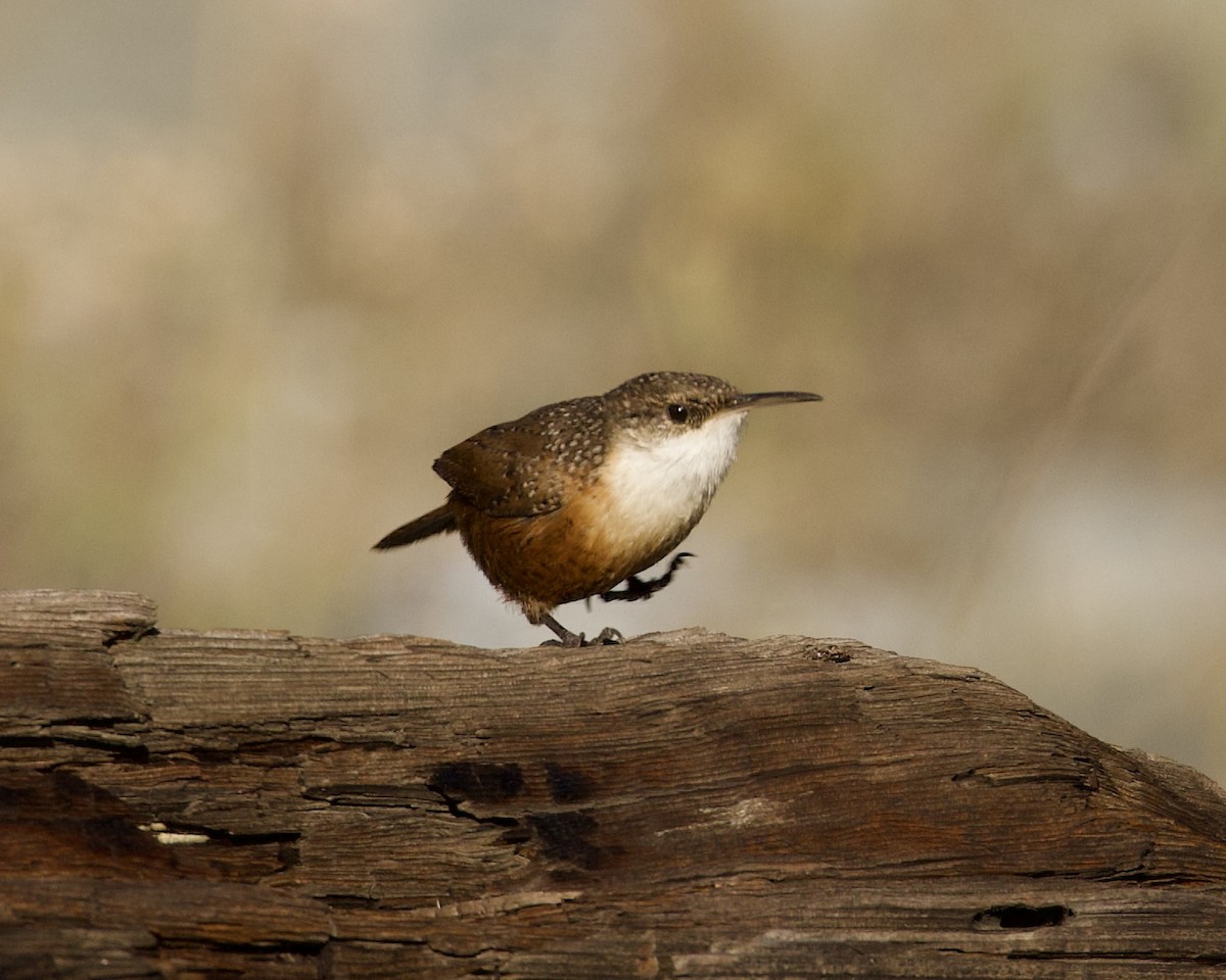 Canyon Wren - Dave Bengston