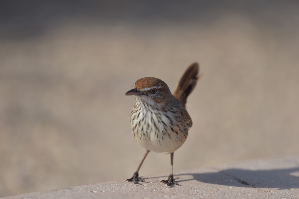 Rufous Fieldwren - ML611457339