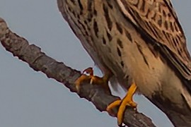 Lesser Kestrel - ML611457372