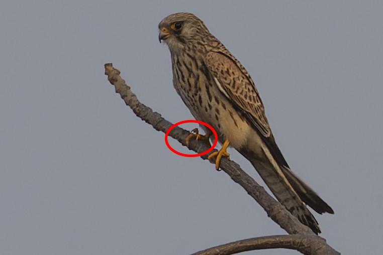 Lesser Kestrel - ML611457373