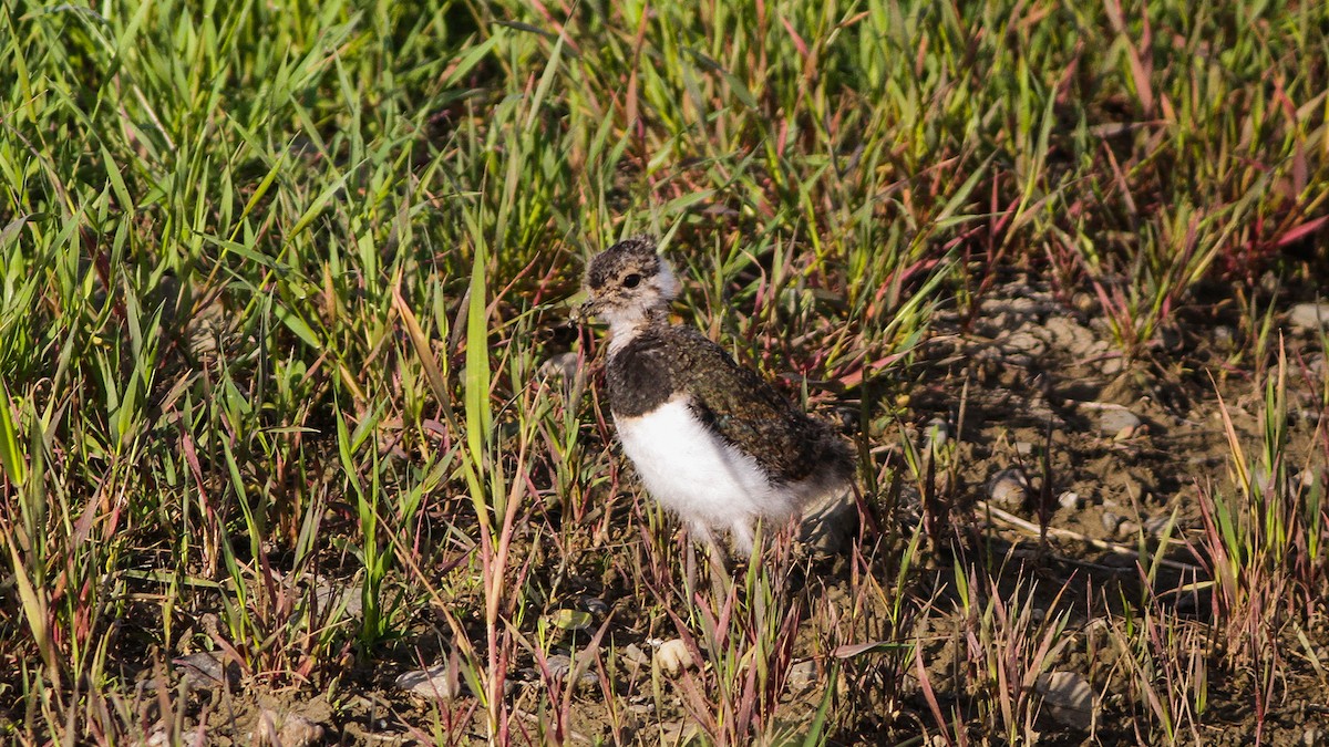 Northern Lapwing - ML611457380