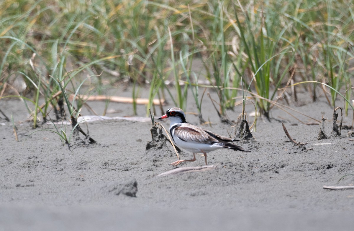 Black-fronted Dotterel - ML611457395