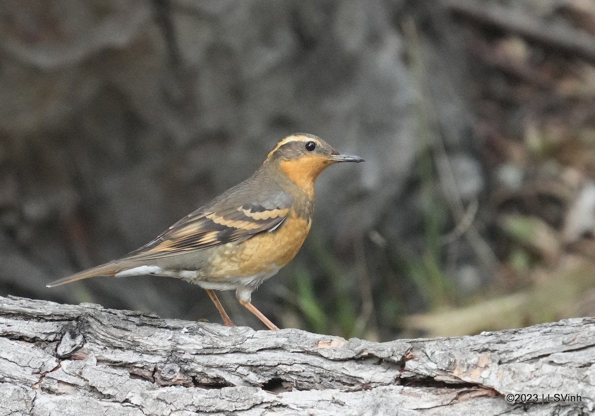 Varied Thrush - ML611457500