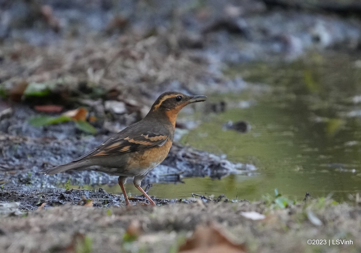 Varied Thrush - ML611457502