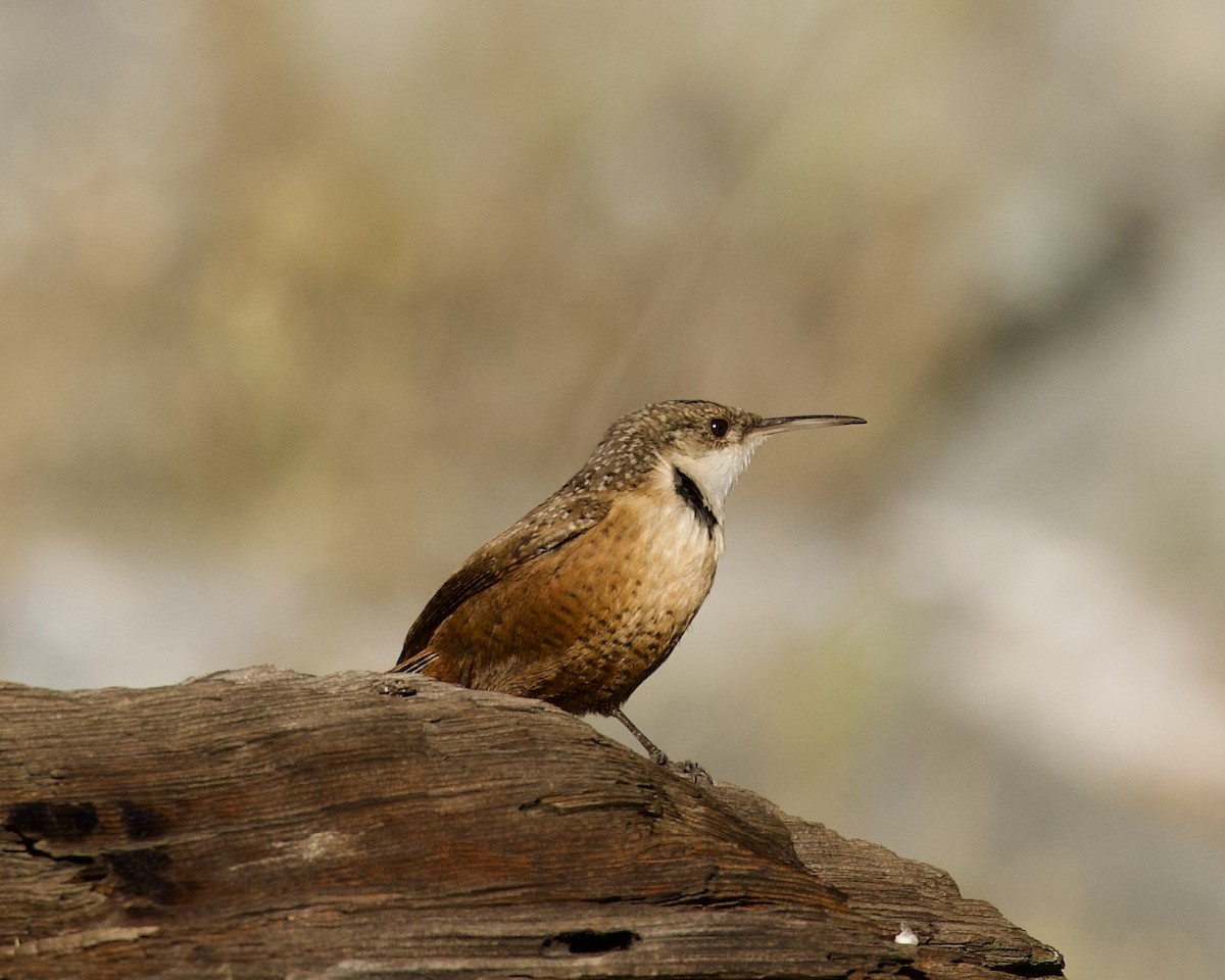 Canyon Wren - Dave Bengston