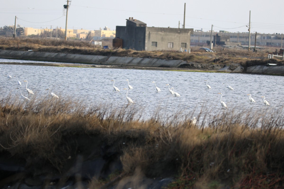 Great Egret - ML611457578