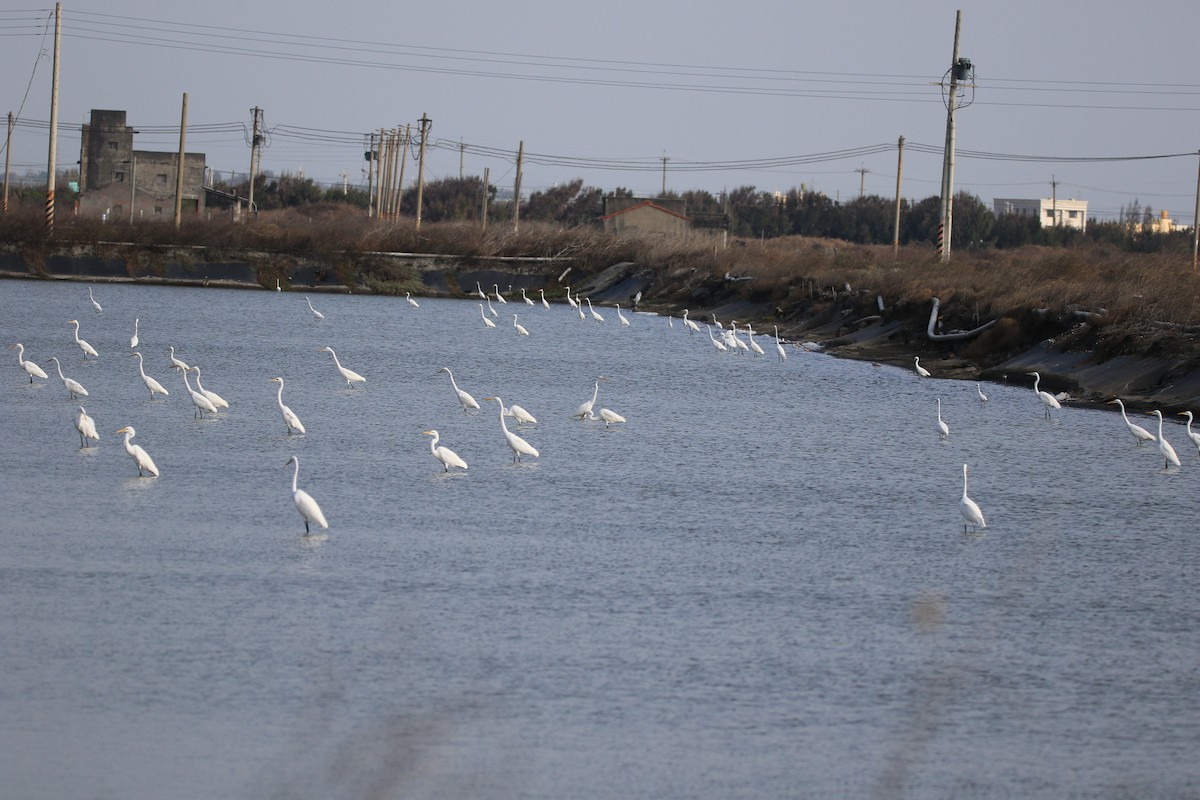 Great Egret - ML611457580