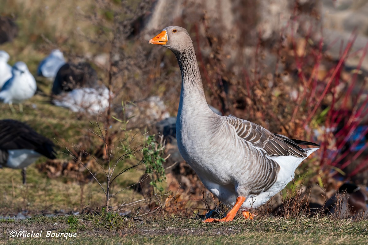 Graylag Goose - ML611457588