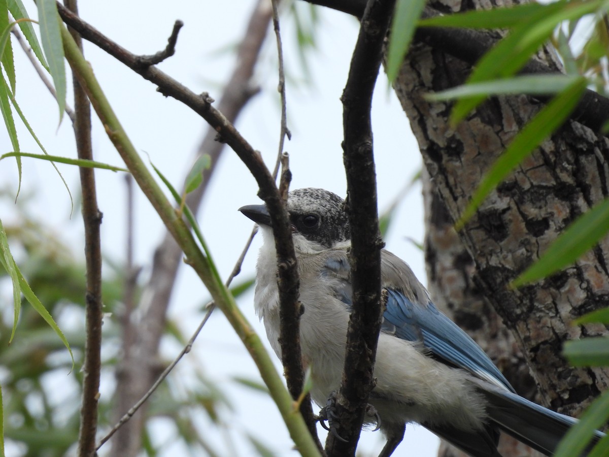 Azure-winged Magpie - ML611457666