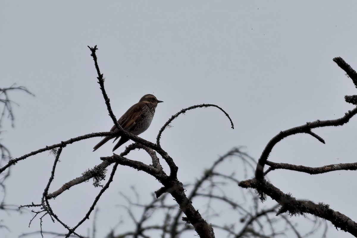 Dusky Thrush - ML611457680