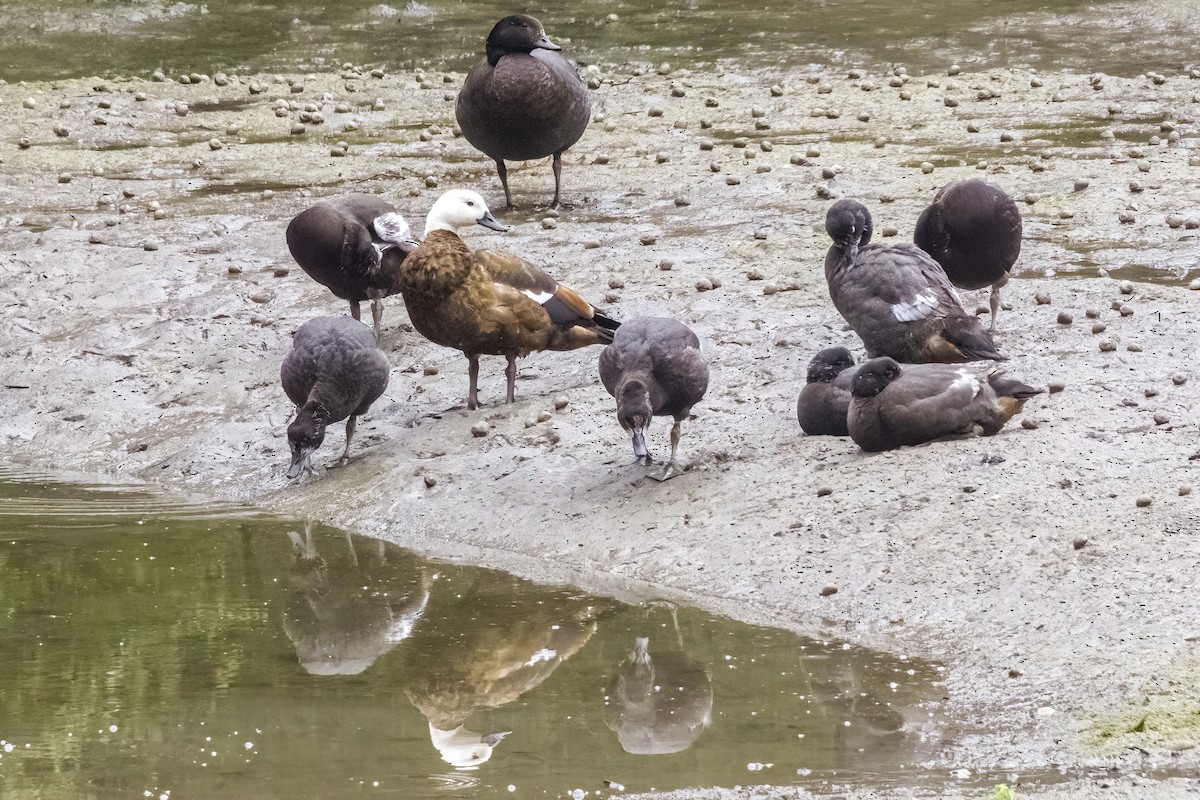 Paradise Shelduck - ML611457689