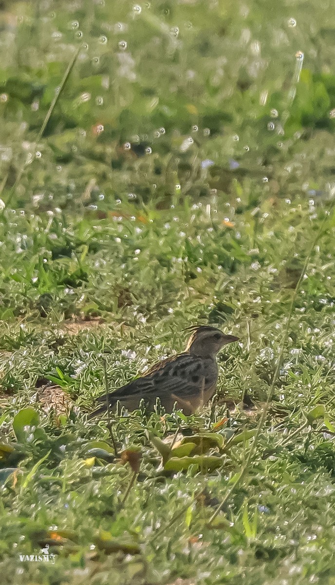 Tawny Lark - Vazanth T