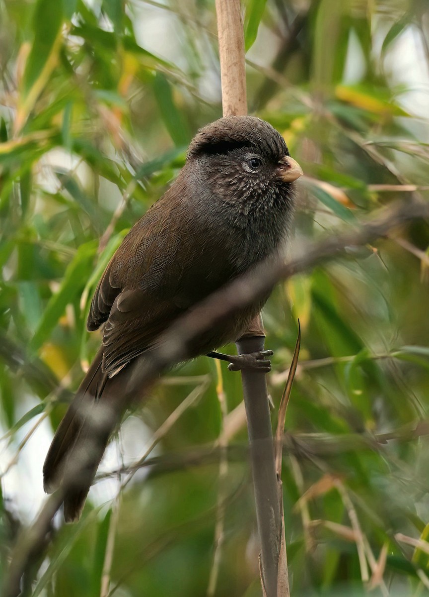 Brown Parrotbill - ML611457729