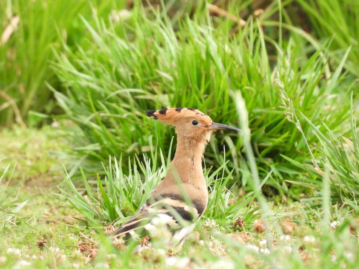 Eurasian Hoopoe - ML611457769