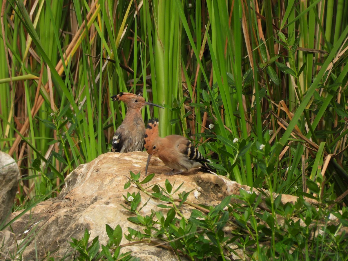 Eurasian Hoopoe - ML611457770