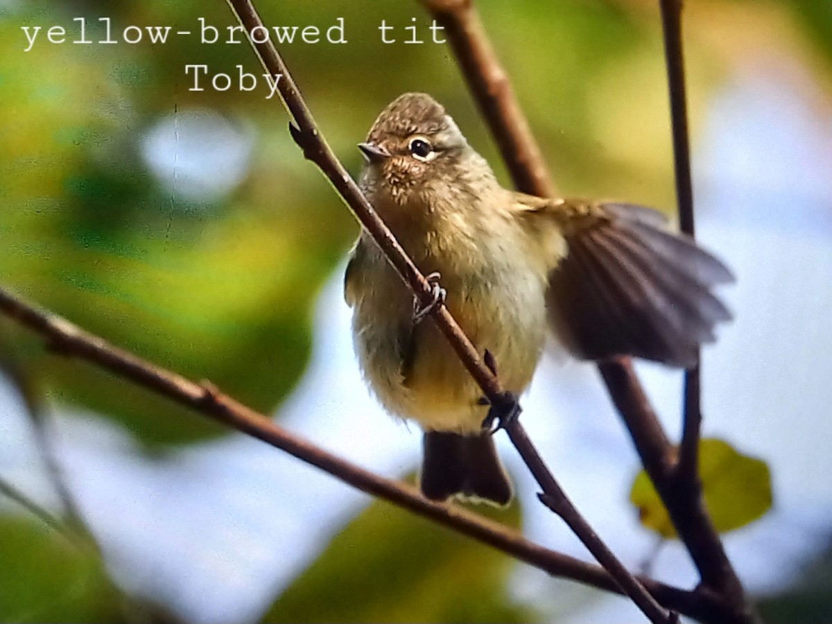 Yellow-browed Tit - Trung Buithanh