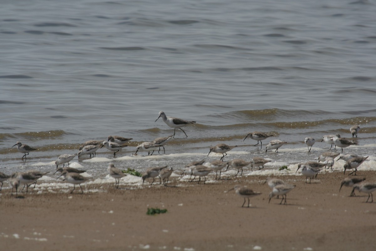 Common Greenshank - ML611457797