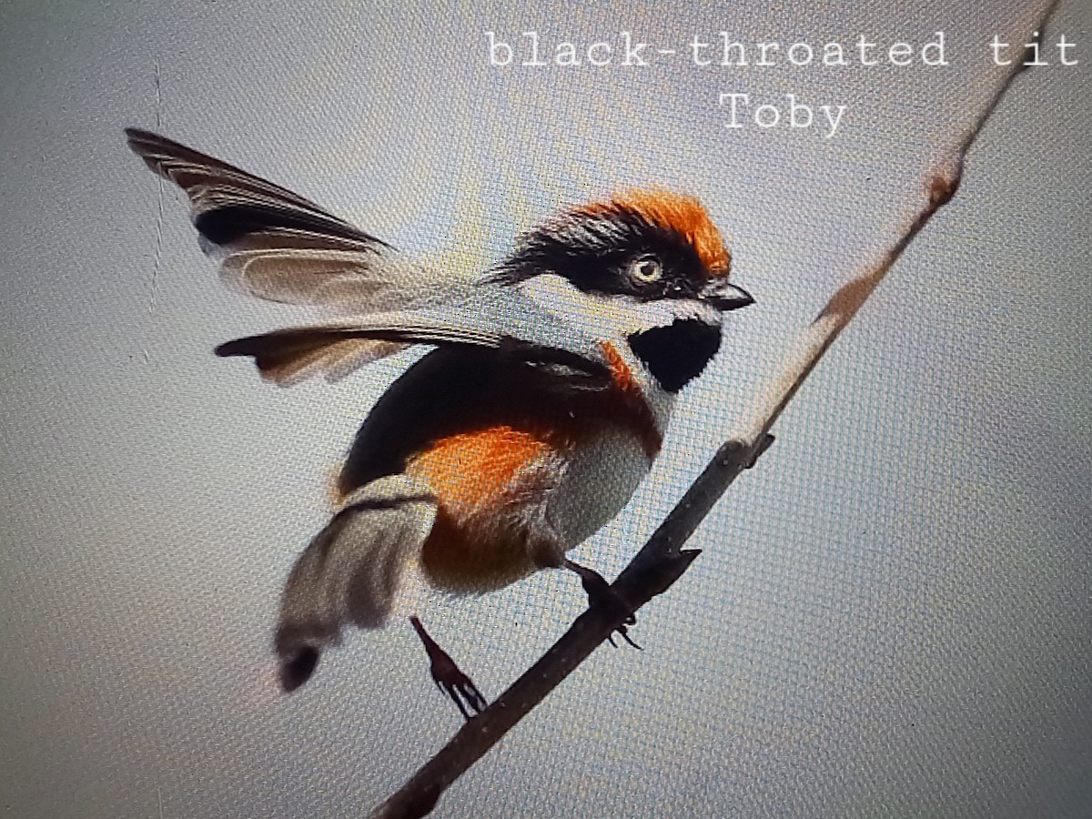 Black-throated Tit - Trung Buithanh