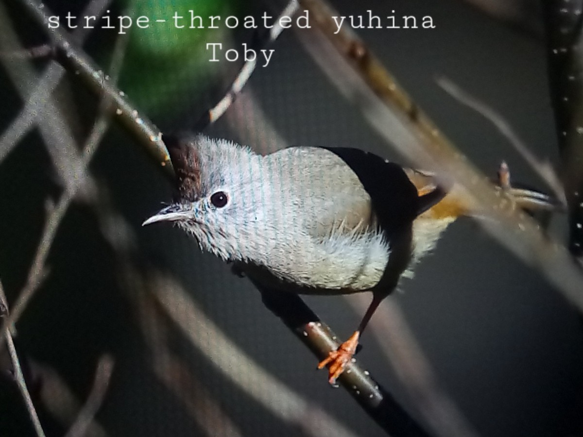 Stripe-throated Yuhina - ML611457829