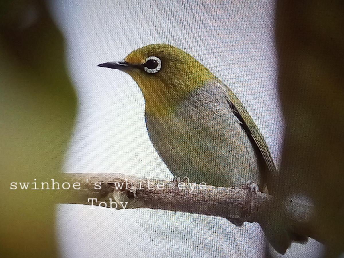 Swinhoe's White-eye - ML611457832