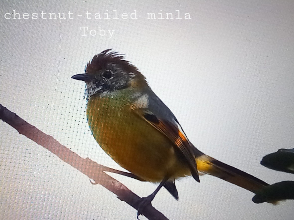 Chestnut-tailed Minla - Trung Buithanh