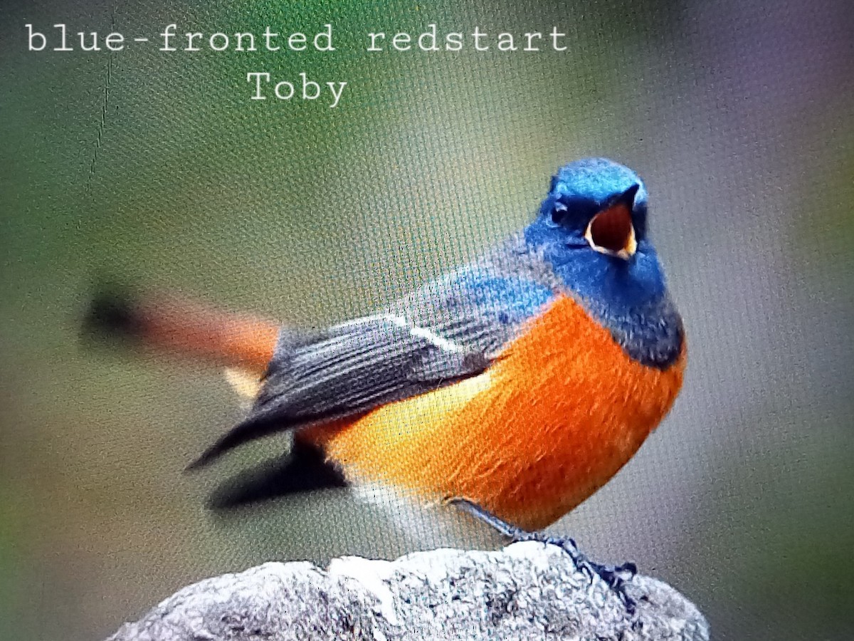 Blue-fronted Redstart - Trung Buithanh