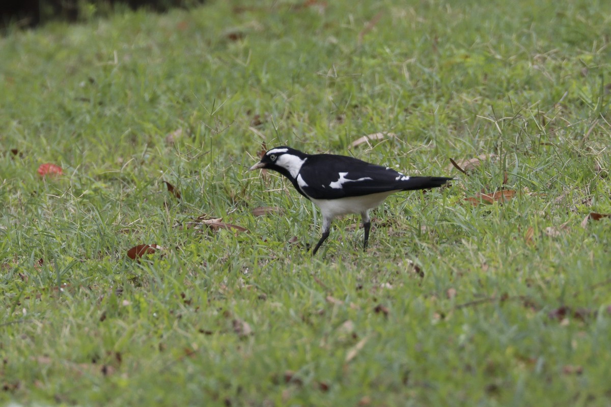 Magpie-lark - Dennis Devers