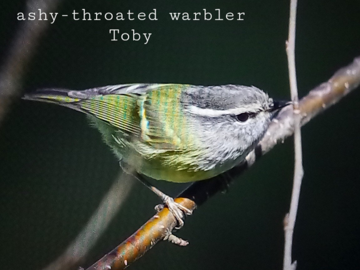 Ashy-throated Warbler - Trung Buithanh