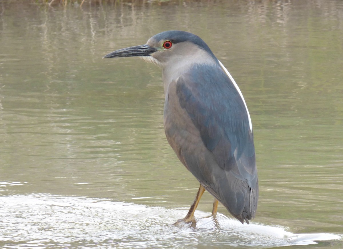 Nitticora - ML611458028