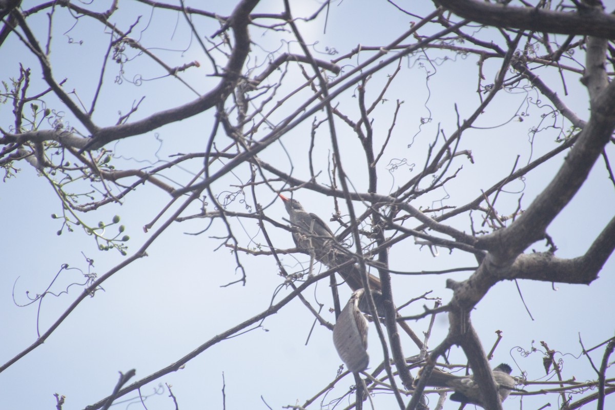 Malagasy Bulbul - ML611458045