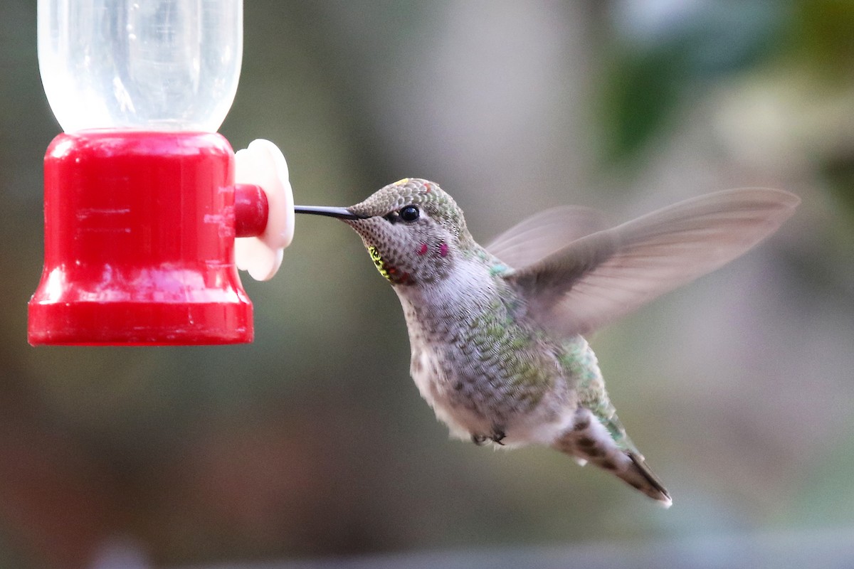 Anna's Hummingbird - ML611458074