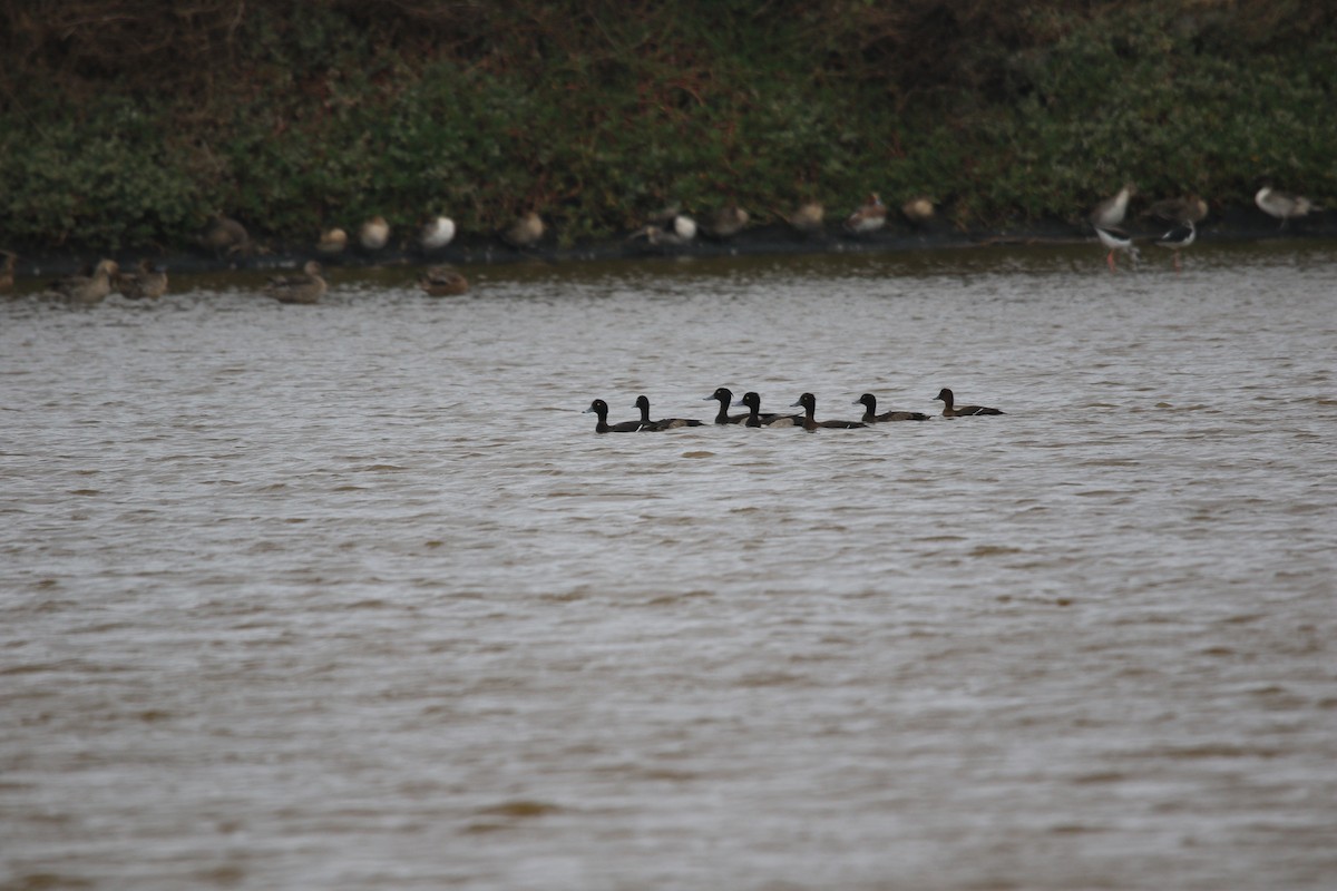 Tufted Duck - ML611458080