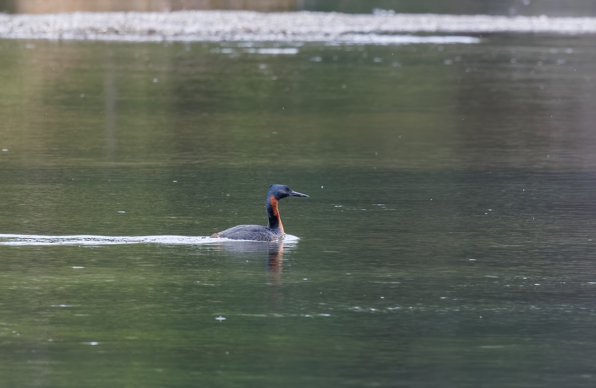 Great Grebe - Mike Edgecombe