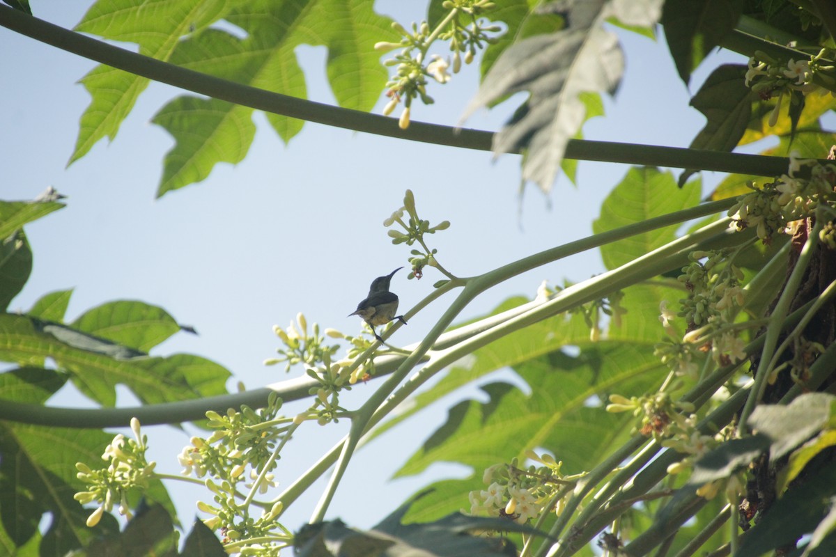 アルダブラタイヨウチョウ - ML611458184