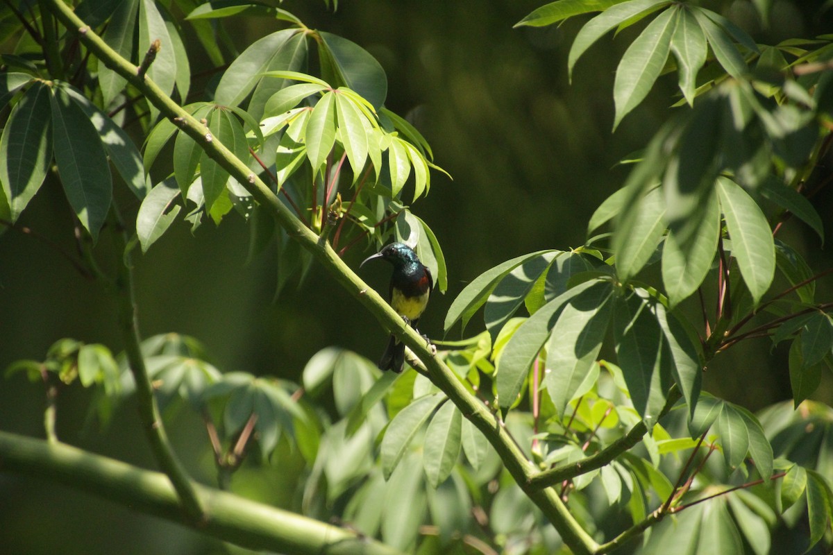 アルダブラタイヨウチョウ - ML611458185